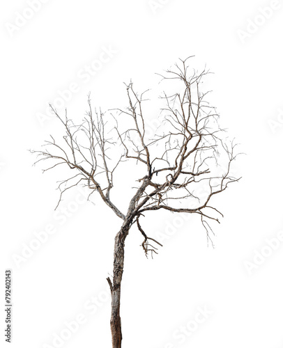 Leafless tree isolated on transparent background. PNG File Format