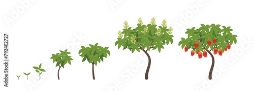Mango growth stages. Ripening period progression. Life cycle animation plant seedling. Vector illustration.