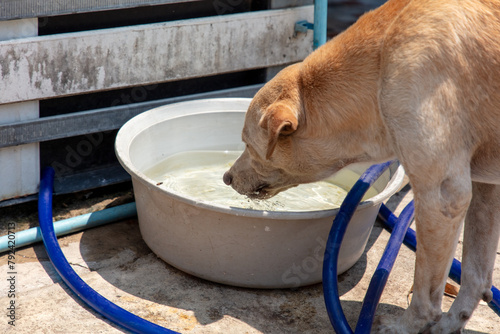 The dog drinks water from a trough photo