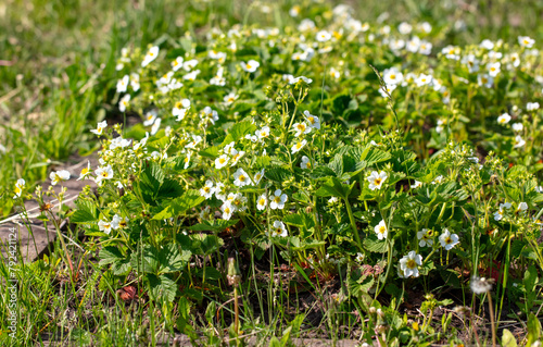 Strawberry flowers in the vegetable garden in spring