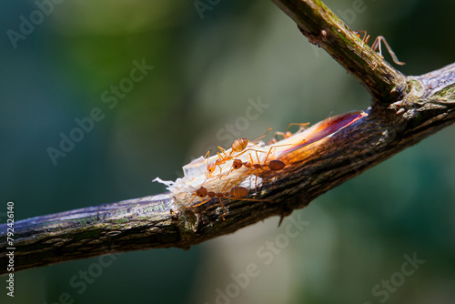 Close-up of weaver ants carrying food on branch photo