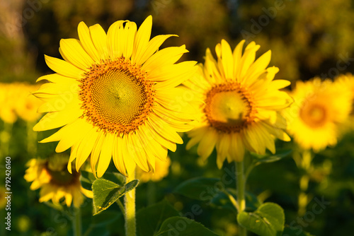 A sunflower is a tall  bright yellow flower that is native to North America. It has a large  round head with many small petals