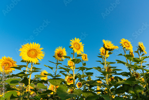 A sunflower is a tall, bright yellow flower that is native to North America. It has a large, round head with many small petals