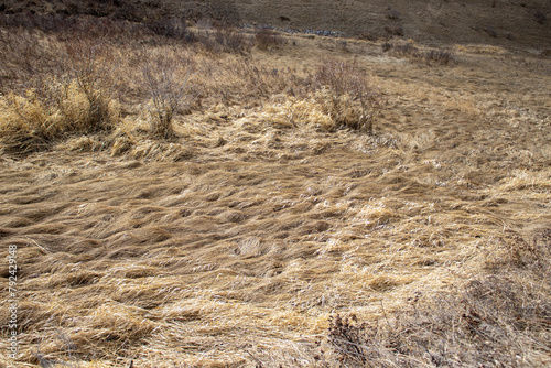 Dirt Path Through Grassy Field
