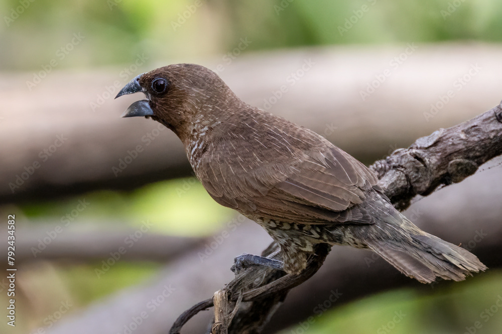 Beautiful bird in Asian, It is a kind of bird found in Thailand. Beautiful bird in Asian, It is a kind of bird found in Thailand.
