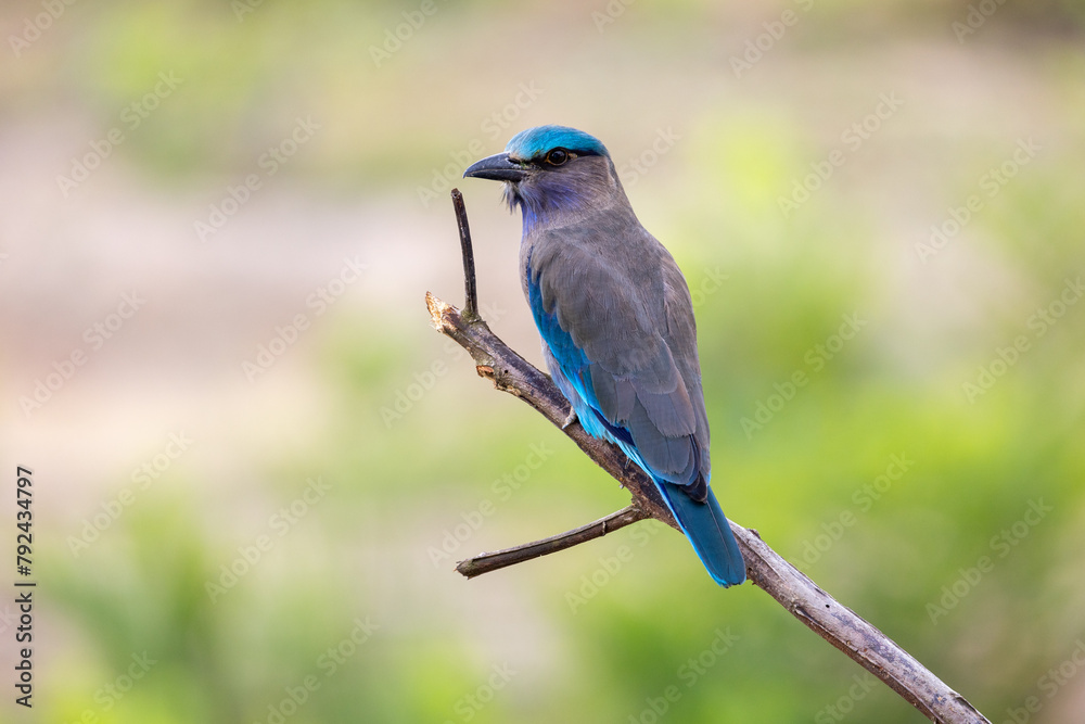 Fototapeta premium Beautiful bird in Asian, It is a kind of bird found in Thailand.