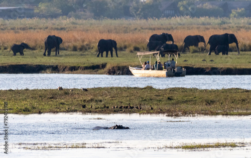 Telephoto shot of a tourist safari boat observing a herd of elephants in Chobe National par, Botswana, while being watched by a hippopotamus.