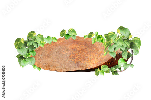 Vintage wooden board with liana branches and tropical leaves. Exotical background with wood plank, jungle plants and copy space for text. Isolated on white background. Mock up template