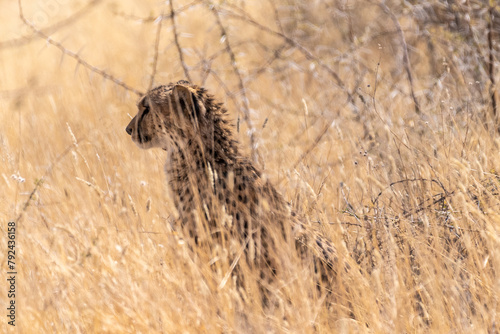Telephoto show of a cheeta hiding in the bushes in Etosha National Park, Namibia.