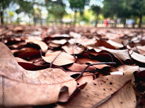 Dried leaves in brown color plenty on ground floor.nature of park area,