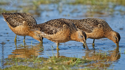 Long-billed dowitcher (Limnodromus scolopaceus). Migratory bird. It inhabits mainly the tundra of North America and Eastern Siberia. Winters in North America and Central America