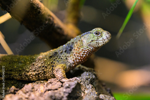 A Chinese crocodile lizard resting on a log