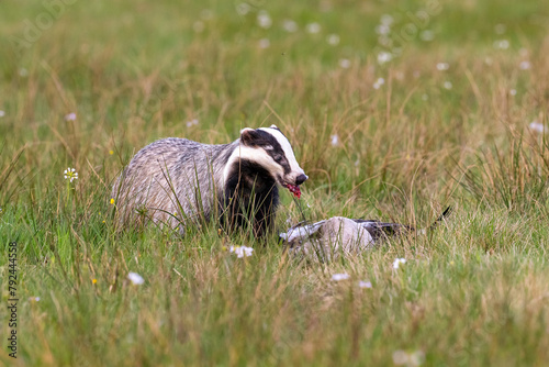 Eurasian badger and its prey. Bohemian-Moravian highlands.