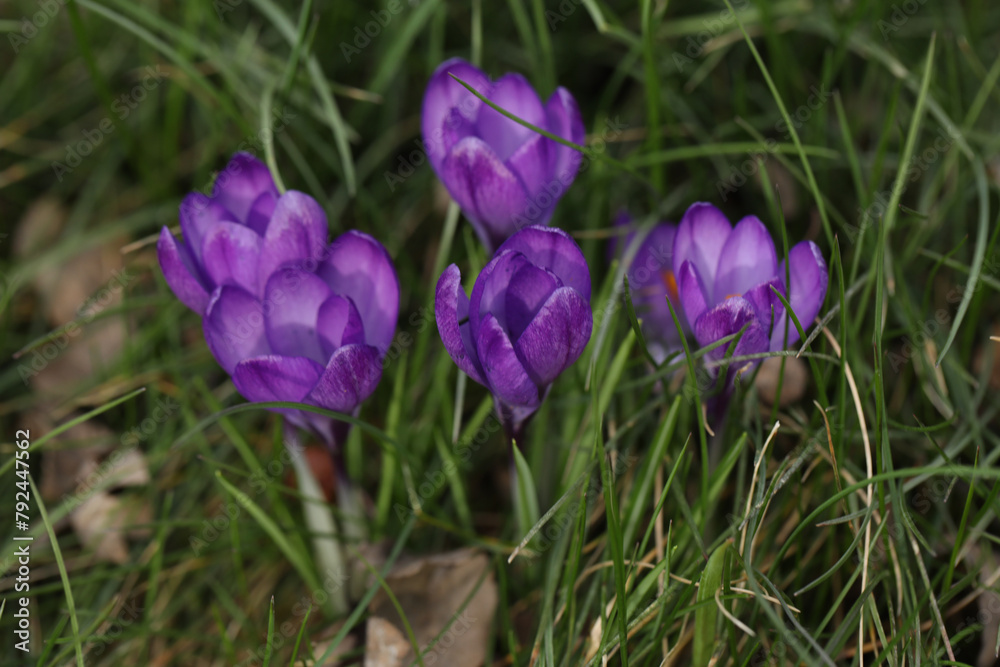 A bunch of purple crocus flowers in the grass