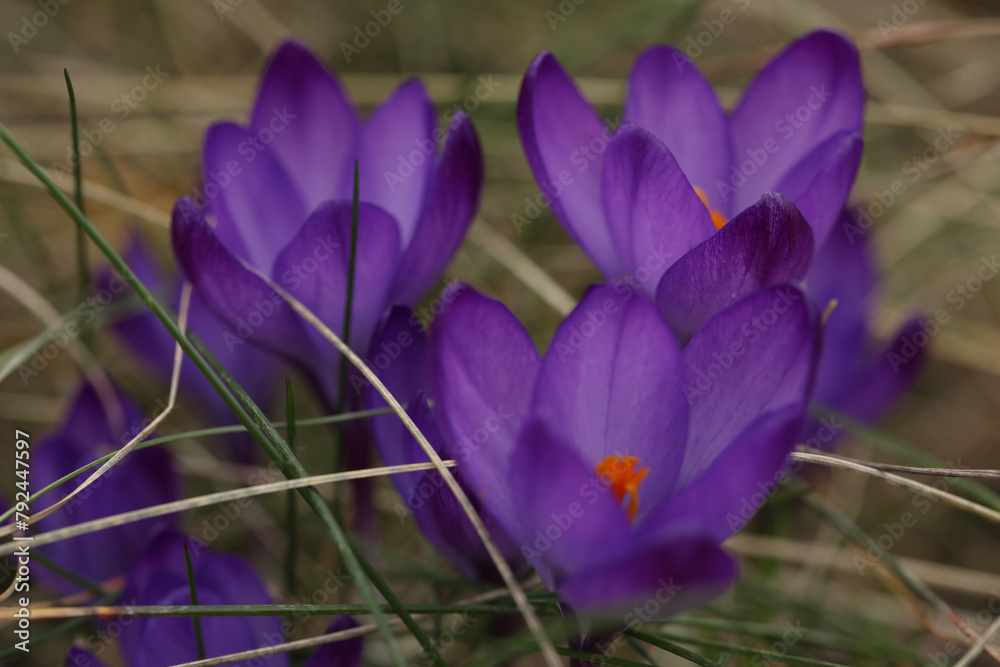 Fototapeta premium A bunch of purple crocus flowers in the grass