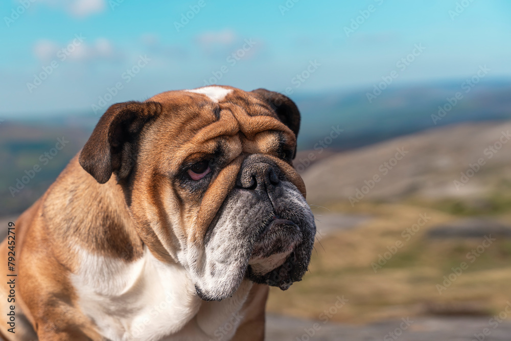 Red English British Bulldog Dog out for a walk in mountains against cloudy looking at camera on sunny day