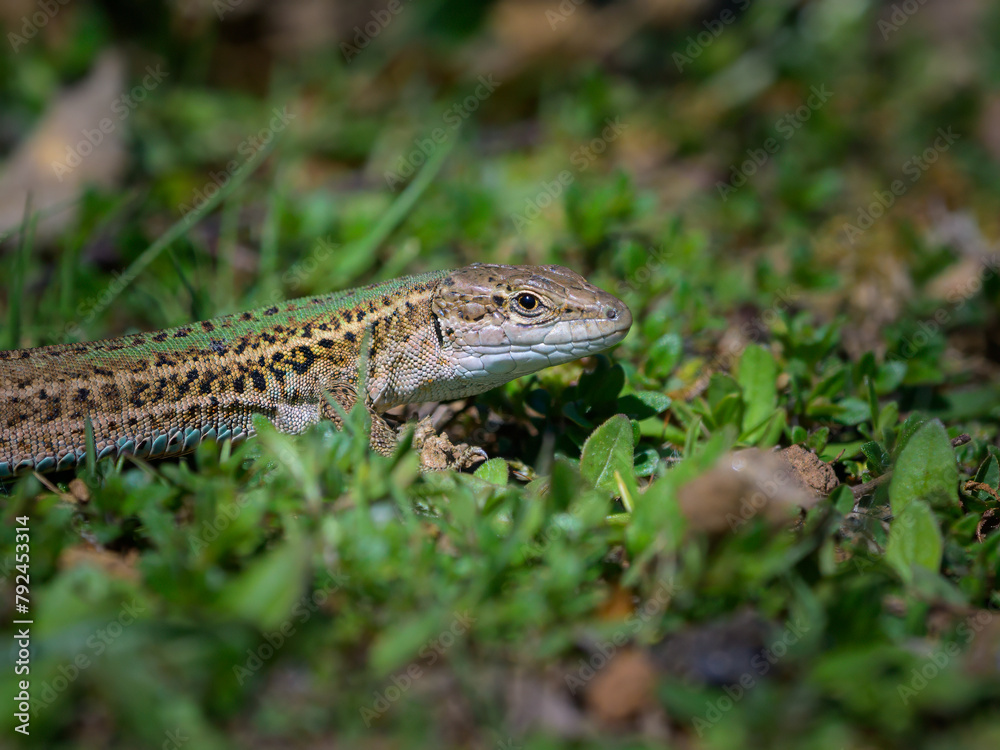A Dalmatian wall lizard resting in the grass A Dalmatian wall lizard resting in the grass