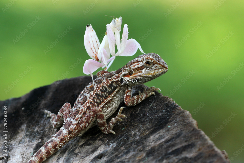 Obraz premium lizard, bearded dragon, orchid mantis, a bearded dragon lizard and an orchid mantis on its body 