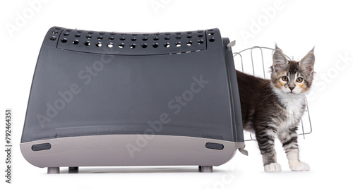 Cute tortie Maine Coon cat kitten, coming out side ways of transportaion box. Looking straight to camera. Isolated on a white background. photo