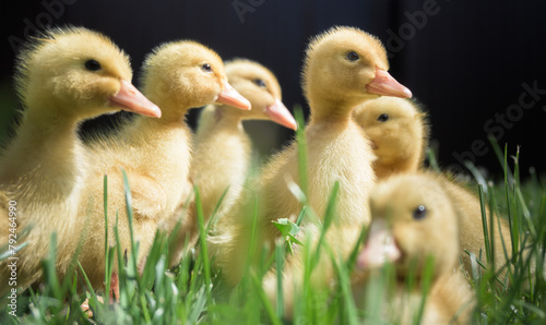 Very cute little ducks in the green grass. Little ducklings only 5.6 days old.