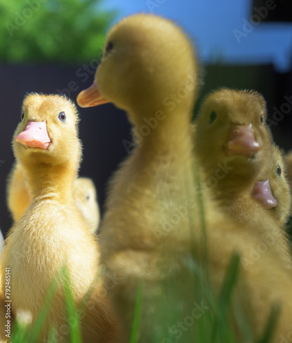 Very cute little ducks in the green grass. 