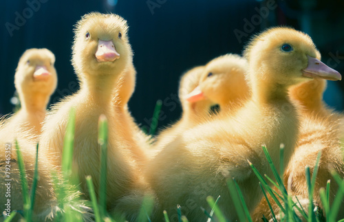 Very cute little ducks in the green grass. 