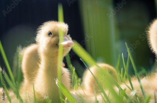 Very cute little ducklings in the green grass. Little ducklings only 5.6 days old.