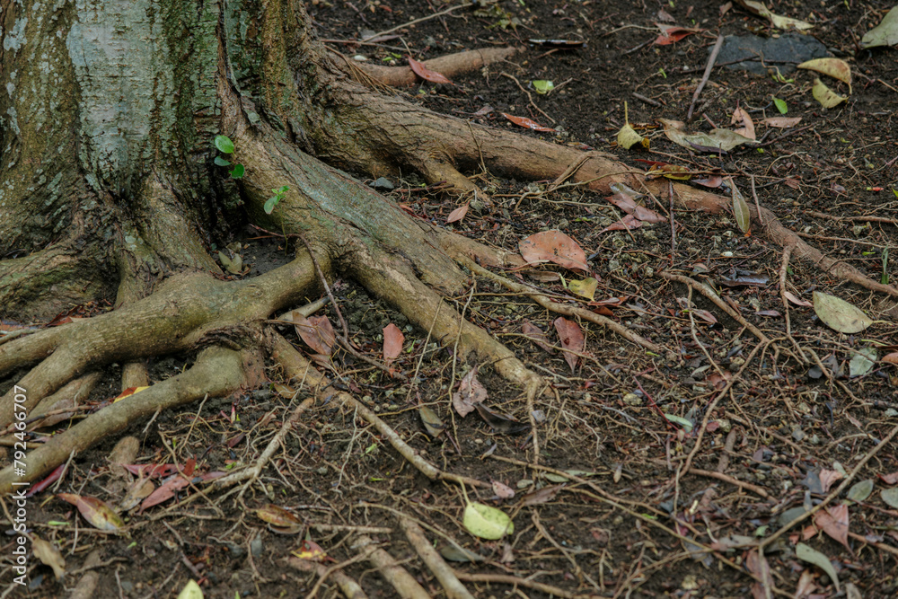 雨に濡れた木の根　雑木林の地面