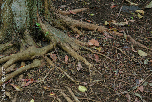 雨に濡れた木の根　雑木林の地面 © tenpadasi