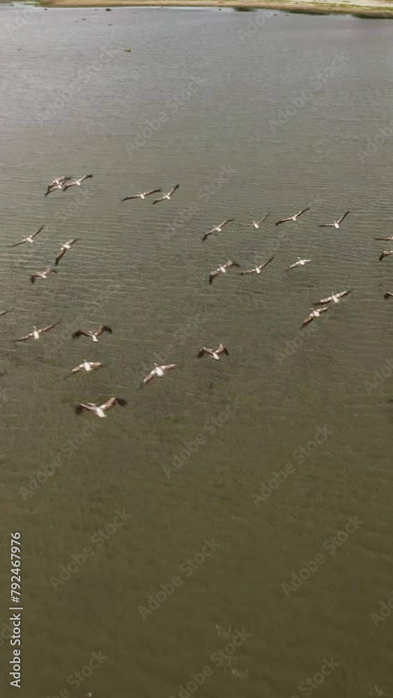 The flight of pelicans over the water in the national Park. Sri Lanka. Vertical video. The flight of pelicans over the water in the national Park. Sri Lanka. Vertical video.
