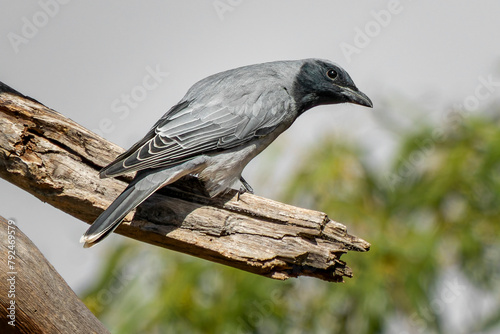 Black-faced Cuckooshrike (Coracina novaehollandiae) photo