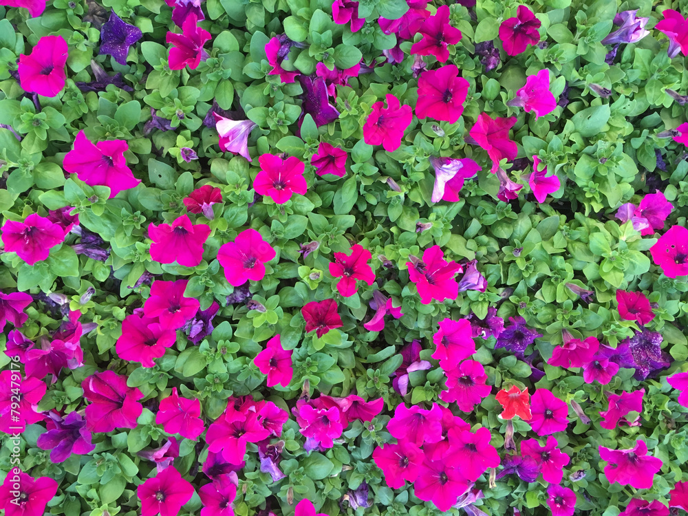 Purple red petunia flowers with beautiful blossoms