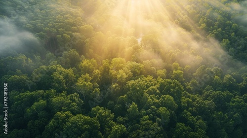 This is a panoramic drone image that shows an aerial view of a green forest in the summer. The image