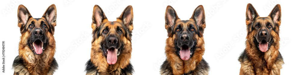 Dog PNG set - portrait photo of happy German Shepherd isolated transparent background