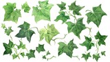 set of watercolor ivy branches with green leaves on a white background