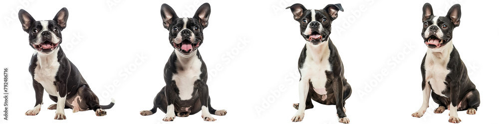 Dog PNG set - sitting photo of happy Boston Terrier isolated transparent background