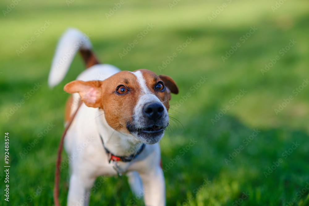 Close up portrait of a cute dog jack russell terrier on green lawn grass