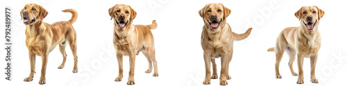 Dog PNG set - standing photo of happy Labrador Retriever isolated transparent background photo