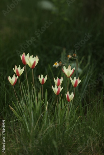 beautiful spring tulips in the garden