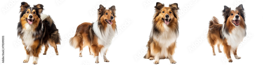 Dog PNG set - standing photo of happy Sheltie isolated transparent background