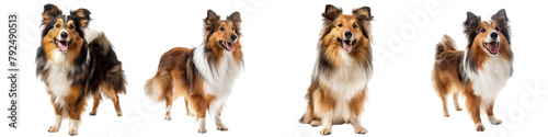 Dog PNG set - standing photo of happy Sheltie isolated transparent background