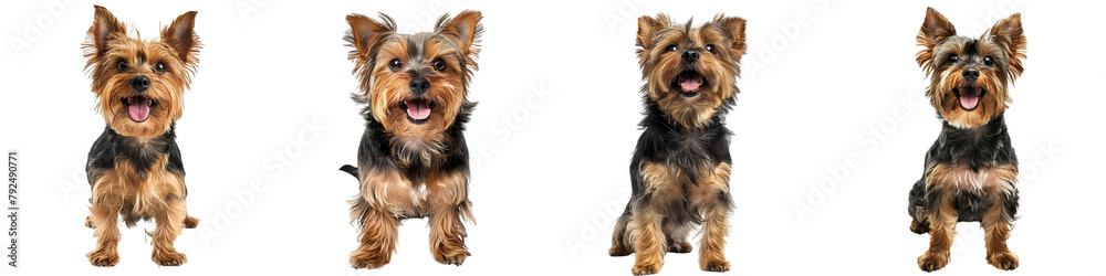 Dog PNG set - standing photo of happy Yorkshire Terrier isolated transparent background Dog PNG set - standing photo of happy Yorkshire Terrier isolated transparent background