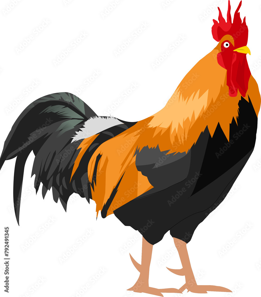 Fototapeta premium rooster cute ilustration