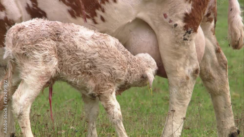 newborn calf drinks milk from its mother newborn calf drinks milk from its mother