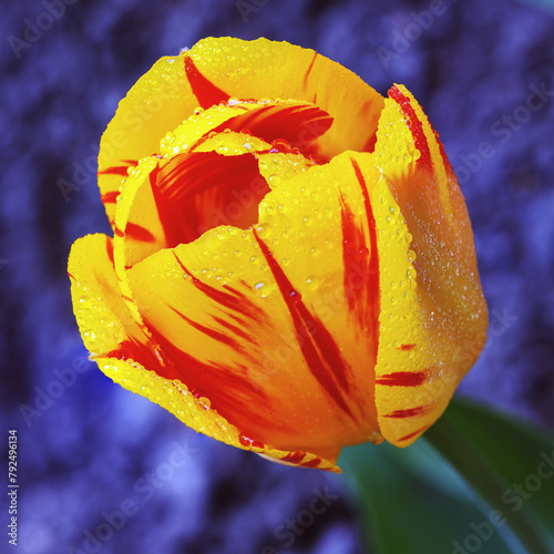 Orange flower tulip name Tulipa x gesneriana photo