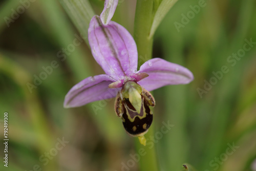 Ophrys x albertiana (O. apifera x fuciflora)
O. apifera x fuciflora in flower
 photo