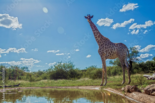 Giraffe standing at waterhole in backlit in Kruger National park  South Africa   Specie Giraffa camelopardalis family of Giraffidae