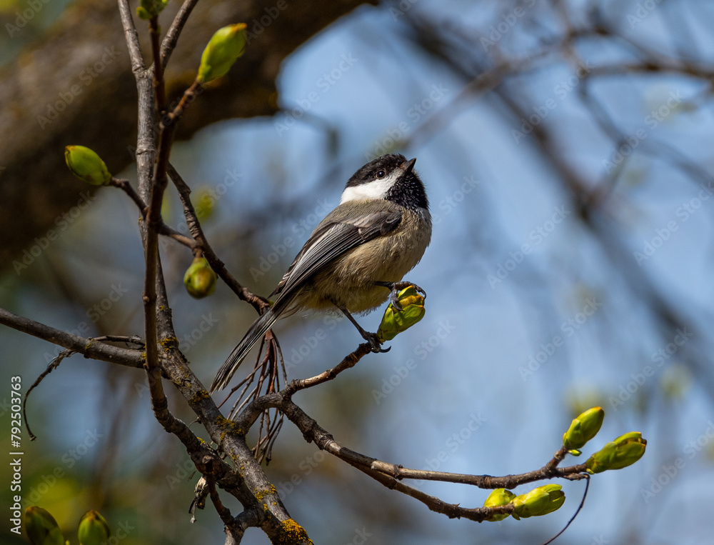 Fototapeta premium Bird resting on branch during the spring time