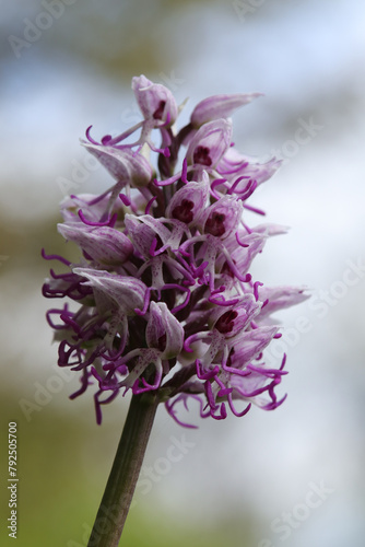 Orchis singe (Orchis simia)
Orchis simia in flower
 photo