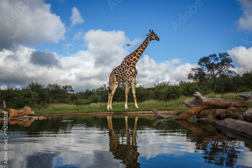 Giraffe standing at waterhole wide angle view in Kruger National park  South Africa   Specie Giraffa camelopardalis family of Giraffidae